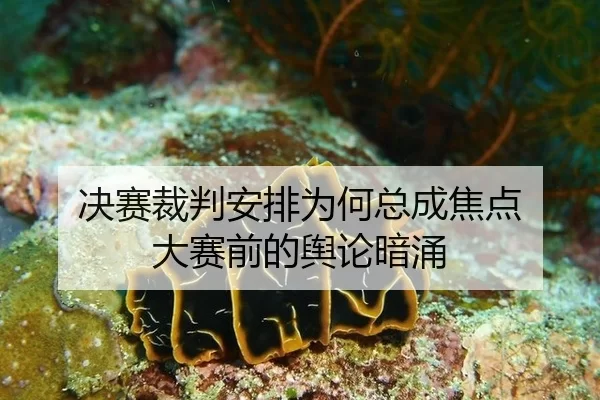 决赛裁判安排为何总成焦点 大赛前的舆论暗涌